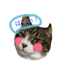 うーさんちの猫達2。（個別スタンプ：11）