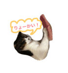 うーさんちの猫達2。（個別スタンプ：12）
