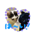 うーさんちの猫達2。（個別スタンプ：15）