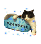 うーさんちの猫達2。（個別スタンプ：16）