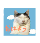 うーさんちの猫達2。（個別スタンプ：17）