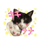 うーさんちの猫達2。（個別スタンプ：19）