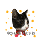 うーさんちの猫達2。（個別スタンプ：20）