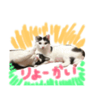 うーさんちの猫達2。（個別スタンプ：21）