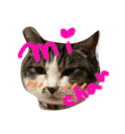 うーさんちの猫達2。（個別スタンプ：22）