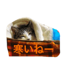 うーさんちの猫達2。（個別スタンプ：23）