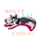 とある田舎町の猫たち（個別スタンプ：1）