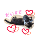 とある田舎町の猫たち（個別スタンプ：3）