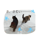 とある田舎町の猫たち（個別スタンプ：5）