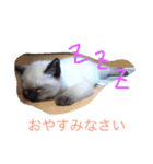 とある田舎町の猫たち（個別スタンプ：7）