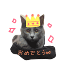 サシャのゆる〜いスタンプ（個別スタンプ：6）