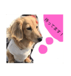 我が家の短足部（個別スタンプ：2）