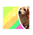 我が家の短足部（個別スタンプ：3）