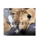我が家の短足部（個別スタンプ：7）