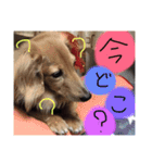 我が家の短足部（個別スタンプ：10）