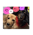我が家の短足部（個別スタンプ：16）