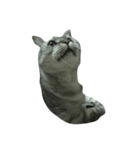 Cat_JS（個別スタンプ：1）