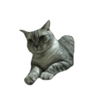 Cat_JS（個別スタンプ：2）