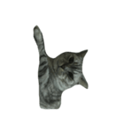 Cat_JS（個別スタンプ：5）