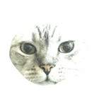 Cat_JS（個別スタンプ：6）