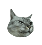 Cat_JS（個別スタンプ：7）