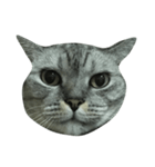 Cat_JS（個別スタンプ：8）