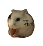 ハムちゃんごはん（個別スタンプ：4）