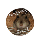ハムちゃんごはん（個別スタンプ：7）