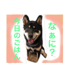 黒柴  齋藤タロ（個別スタンプ：1）