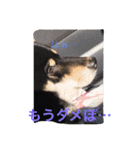 黒柴  齋藤タロ（個別スタンプ：9）