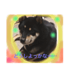 黒柴  齋藤タロ（個別スタンプ：11）