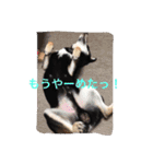 黒柴  齋藤タロ（個別スタンプ：12）