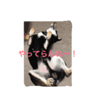 黒柴  齋藤タロ（個別スタンプ：13）