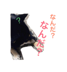 黒柴  齋藤タロ（個別スタンプ：19）