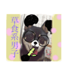 黒柴  齋藤タロ（個別スタンプ：20）