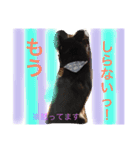 黒柴  齋藤タロ（個別スタンプ：21）