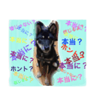 黒柴  齋藤タロ（個別スタンプ：22）