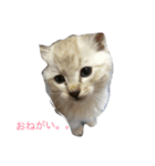 日常の生活の中で（個別スタンプ：4）