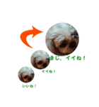 dog and cat sticker999（個別スタンプ：6）