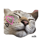 mixのねこさん。（個別スタンプ：1）