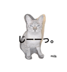 mixのねこさん。（個別スタンプ：2）