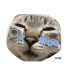 mixのねこさん。（個別スタンプ：4）