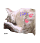 mixのねこさん。（個別スタンプ：5）