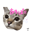 mixのねこさん。（個別スタンプ：6）
