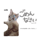 mixのねこさん。（個別スタンプ：9）