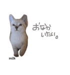mixのねこさん。（個別スタンプ：11）