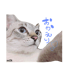 mixのねこさん。（個別スタンプ：13）