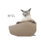 mixのねこさん。（個別スタンプ：14）
