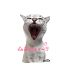 mixのねこさん。（個別スタンプ：15）