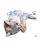 mixのねこさん。（個別スタンプ：16）